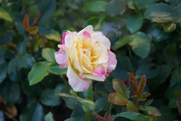 Rosa Variedad Claude Monet Syn Jacdesa Una Rosa Híbrida Rayas —  Fotos de Stock