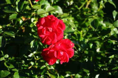 'Rotilia' yatağı, bakanın tüm duyularını cezbeder. Bolluk yığınının bireysel kase şeklindeki çiçekleri gevşek bir şekilde doldurulur ve beş santimetre çapa sahiptir. Berlin, Almanya