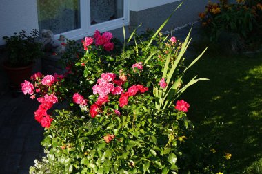 Kırmızı yatak 'Rotilia' ve pembe zemin örtüsü gül 'Palmengarten Frankfurt' bahçesinde ekim ayında çiçek açar. Berlin, Almanya 