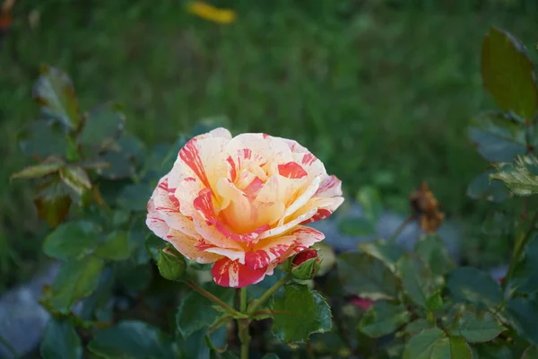 画家的玫瑰 Camille Pissarro Syn Delstricol Rainbow Nation 是一种红色 白色和黄色的变种花 经常开花 — 图库照片