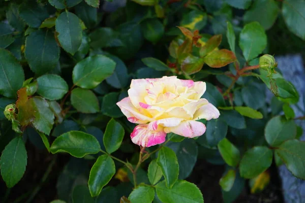 Różana Odmiana Claude Monet Syn Jacdesa Czerwona Żółta Kremowa Róża — Zdjęcie stockowe