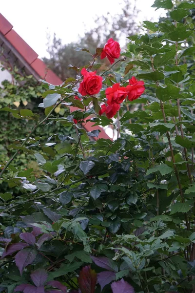 Red Rose Bush Blooms October Garden Berlin Germany — Fotografia de Stock