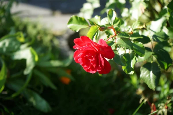 Łóżko Róża Rotilia Oszukuje Wszystkie Zmysły Patrzącego Pojedyncze Kwiaty Kształcie — Zdjęcie stockowe