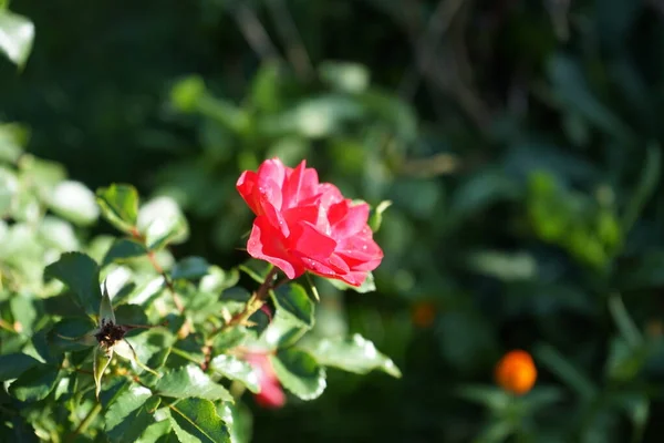 Łóżko Róża Rotilia Oszukuje Wszystkie Zmysły Patrzącego Pojedyncze Kwiaty Kształcie — Zdjęcie stockowe