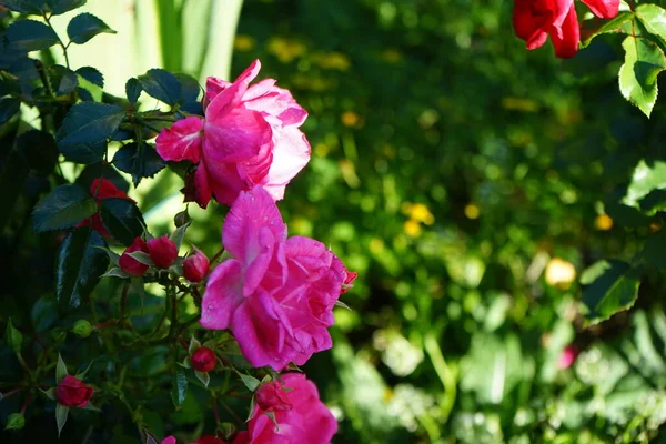 地面覆盖物呈玫瑰红色 法兰克福棕榈园 生长广泛 高达80厘米 它明亮的粉红色花朵是加倍的 德国柏林 — 图库照片