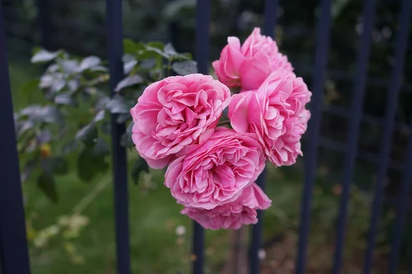 Ροζ Τριαντάφυλλο Ανθίζει Τρυπημένα Μέσα Από Κάγκελα Ενός Μαύρου Μεταλλικού — Φωτογραφία Αρχείου