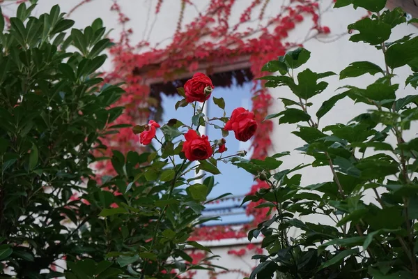 Красная Роза Куст Цветет Октябре Саду Берлин Германия — стоковое фото