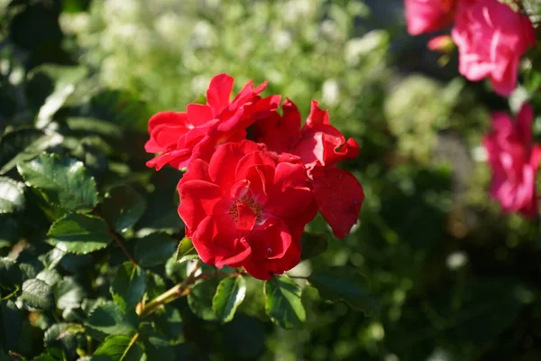 Kırmızı yatak 'Rotilia' ve pembe zemin örtüsü gül 'Palmengarten Frankfurt' bahçesinde ekim ayında çiçek açar. Berlin, Almanya 