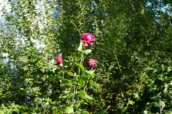 庭では10月にピンクのバラの茂みが咲きます ドイツ ベルリン — ストック写真