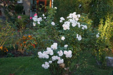 Ekim ayında bahçede beyaz bir gül çalısı açar. Berlin, Almanya 