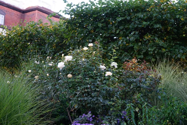 White Rose Bush Blooms October Garden Berlin Germany — Photo