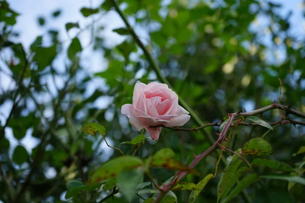 Jasnoróżowy Kwiat Róży Kwitnie Październiku Ogrodzie Berlin Niemcy — Zdjęcie stockowe