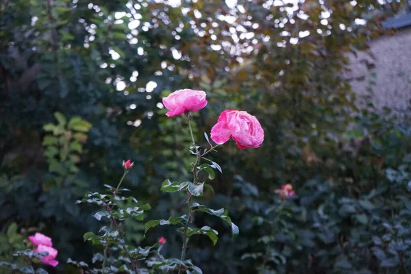 庭では10月にピンクのバラの茂みが咲きます ドイツ ベルリン — ストック写真