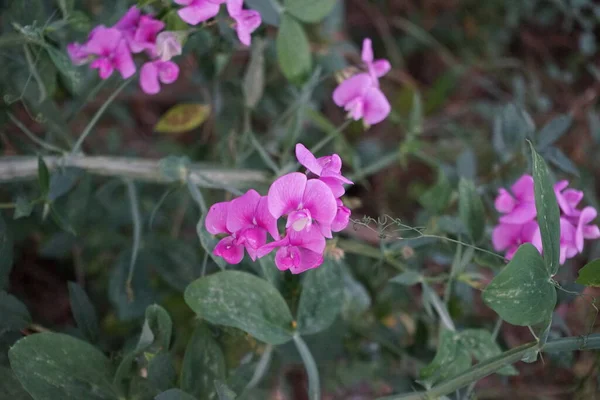 Lathyrus Latifolius Wieloletni Peavine Wieloletni Groszek Groszek Szerokolistny Wieczny Lub — Zdjęcie stockowe