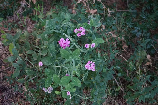 Lathyrus Latifolius Многолетний Павлин Многолетний Горох Широколистный Вечный Горох Просто — стоковое фото