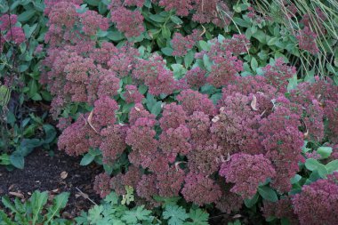 Hylotelephium Spectabile, Syn. Sedum spectabile, Crassulaceae familyasından bir bitki türü. Berlin, Almanya 