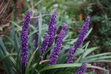 Liriope muscari 'Moneymaker', ağustostan ekime kadar panikte mavi-mor çiçekler üreten her daim yeşil renkli bir daimi çiçektir. Berlin, Almanya 