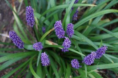 Liriope muscari 'Moneymaker', ağustostan ekime kadar panikte mavi-mor çiçekler üreten her daim yeşil renkli bir daimi çiçektir. Berlin, Almanya 