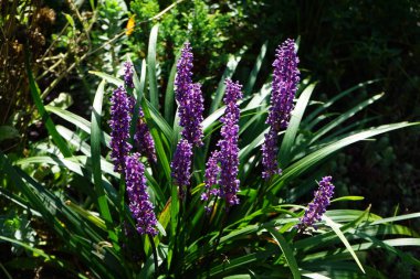 Liriope muscari 'Moneymaker', ağustostan ekime kadar panikte mavi-mor çiçekler üreten her daim yeşil renkli bir daimi çiçektir. Berlin, Almanya 