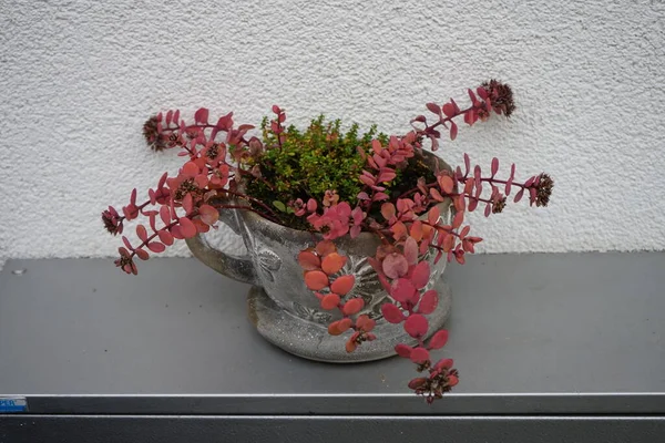 Hylotelephium Cauticola Der Felsensteinpilz Syn Sedum Cauticola Ist Eine Blühende — Stockfoto