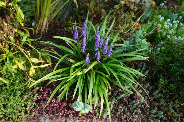 荔枝麝香是一种直立的常绿多年生植物 从8月到10月在圆锥花序中长出蓝紫色花 德国柏林 — 图库照片