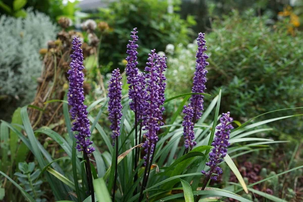 Liriope muscari 'Moneymaker', ağustostan ekime kadar panikte mavi-mor çiçekler üreten her daim yeşil renkli bir daimi çiçektir. Berlin, Almanya 