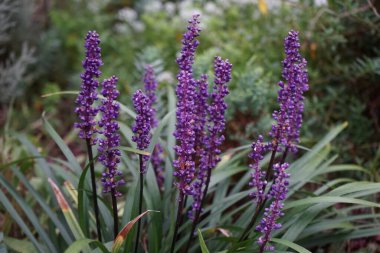 Liriope muscari 'Moneymaker', ağustostan ekime kadar panikte mavi-mor çiçekler üreten her daim yeşil renkli bir daimi çiçektir. Berlin, Almanya 
