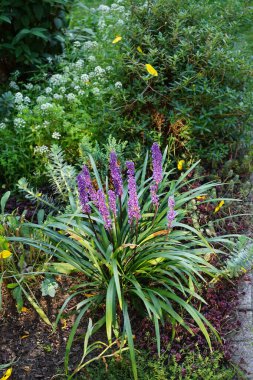 Liriope muscari 'Moneymaker', ağustostan ekime kadar panikte mavi-mor çiçekler üreten her daim yeşil renkli bir daimi çiçektir. Berlin, Almanya 