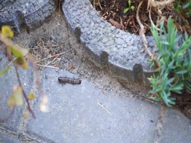 Ants attack the caterpillar in the garden in May. Berlin, Germany