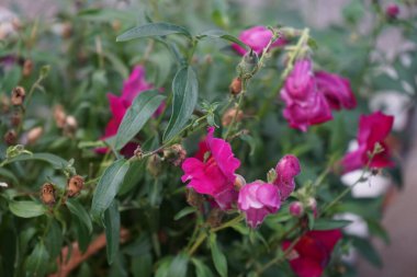 Antirrhinum majus, Antirrhinum familyasına ait bir bitki türüdür. Berlin, Almanya