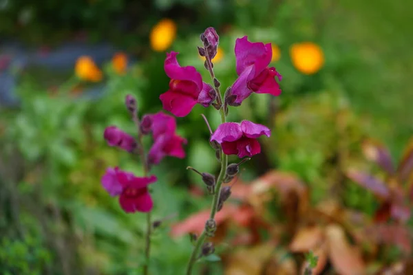 Antirrhinum Majus Common Snapdragon Snapdragon Species Flowering Plant Belonging Genus — стоковое фото