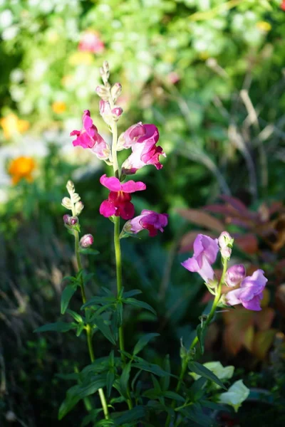 Antirrhinum Majus Common Snapdragon Snapdragon Species Flowering Plant Belonging Genus — Foto de Stock