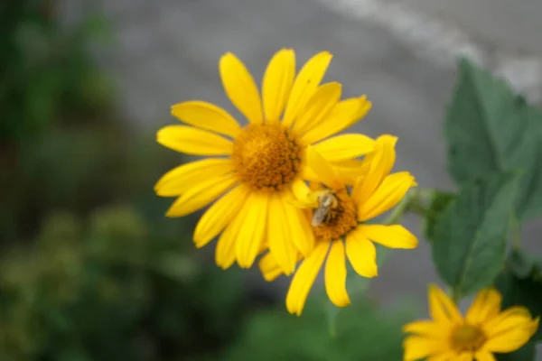 Egy Méh Rovar Egy Heliopsis Virágon Kertben Heliopsis Napraforgó Családba — Stock Fotó