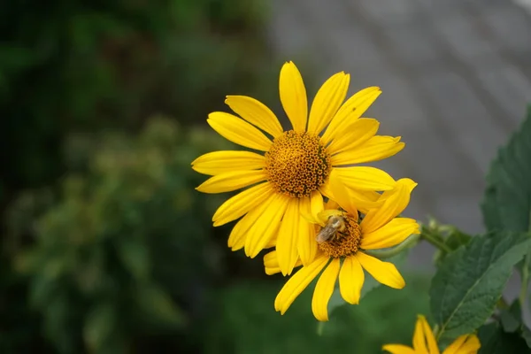 Ein Bieneninsekt Auf Einer Heliopsis Blume Garten Heliopsis Ist Eine — Stockfoto