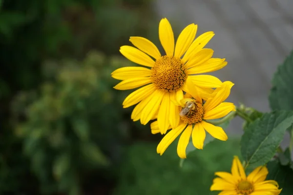 Ein Bieneninsekt Auf Einer Heliopsis Blume Garten Heliopsis Ist Eine — Stockfoto