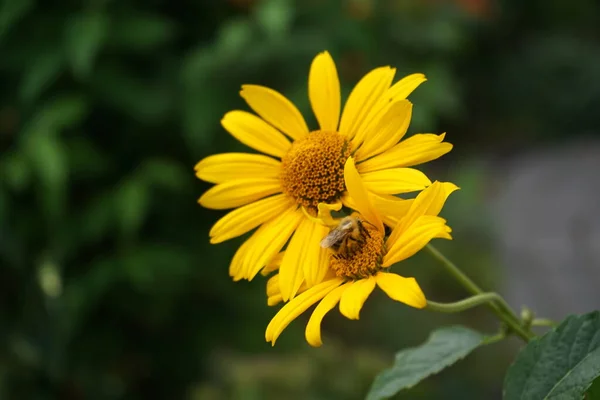 Bee Insect Heliopsis Flower Garden Heliopsis Genus Herbaceous Flowering Plants — Stockfoto