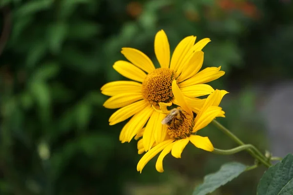 Bee Insect Heliopsis Flower Garden Heliopsis Genus Herbaceous Flowering Plants — Stockfoto