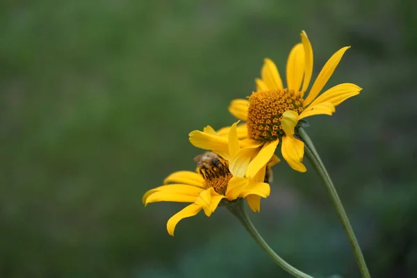 Ένα Έντομο Μέλισσας Ένα Λουλούδι Ηλιόπασης Στον Κήπο Ηλιόπτωση Είναι — Φωτογραφία Αρχείου
