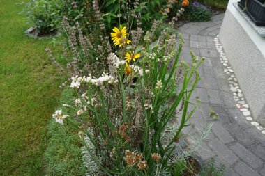 Limonyum sinuatum, Syn. Dalgalı deniz lavantası (İngilizce: 