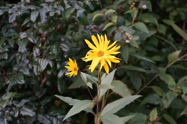 Heliopsis Helianthoides Species Flowering Plant Family Asteraceae Known Common Names — Foto de Stock