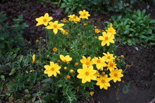 Sárga Coreopsis Virágok Ősszel Coreopsis Szinusz Calliopsisis Tickseed Asteraceae Családba — Stock Fotó