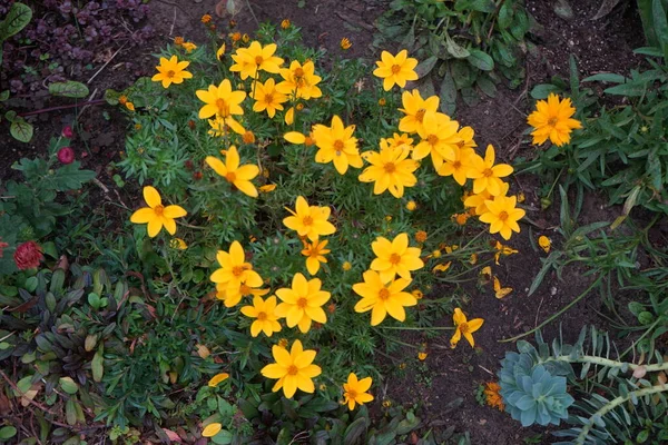 Κίτρινα Λουλούδια Coreopsis Φθινόπωρο Σύνδρομο Της Κολεόπτησης Calliopsisis Και Tickseed — Φωτογραφία Αρχείου
