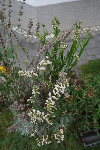 Limonium Sinuatum Syn Wavyleaf Sea Lavendel Plumbaginaceae Een Botanische Naam — Stockfoto