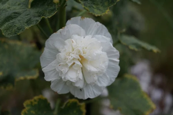 Branco Duplo Alcea Rosea Floresce Jardim Alcea Rosea Uma Espécie — Fotografia de Stock