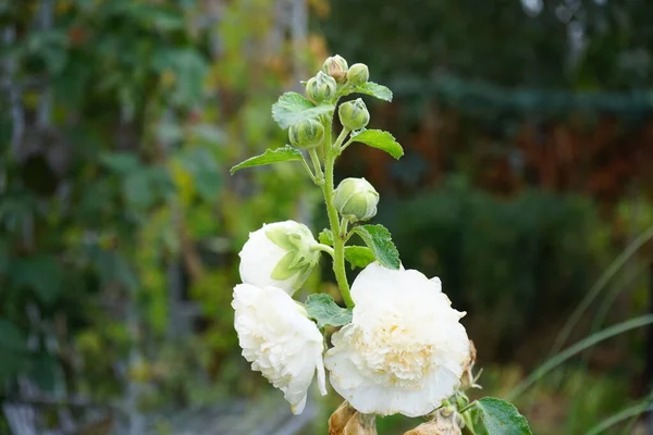 Weiße Alcea Rosea Blüht Garten Alcea Rosea Der Gemeine Stockfisch — Stockfoto