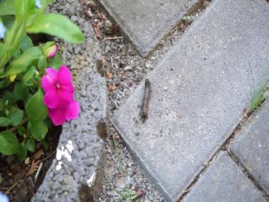 Tırtıl, bahçedeki kaldırım taşları boyunca saldıran karıncalardan kaçar. Berlin, Almanya