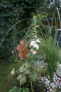 Bahçede beyaz duble Alcea rosea çiçek açar. Alcea rosea, Malvaceae familyasından bir çiçek bitkisidir. Berlin, Almanya  