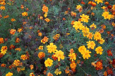 Kadife çiçekleri (