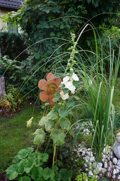 Bahçede beyaz duble Alcea rosea çiçek açar. Alcea rosea, Malvaceae familyasından bir çiçek bitkisidir. Berlin, Almanya  