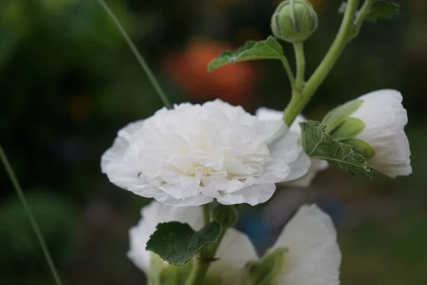 Branco Duplo Alcea Rosea Floresce Jardim Alcea Rosea Uma Espécie — Fotografia de Stock